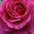 Ružičasta - Nostalgična ruža - Naomi™